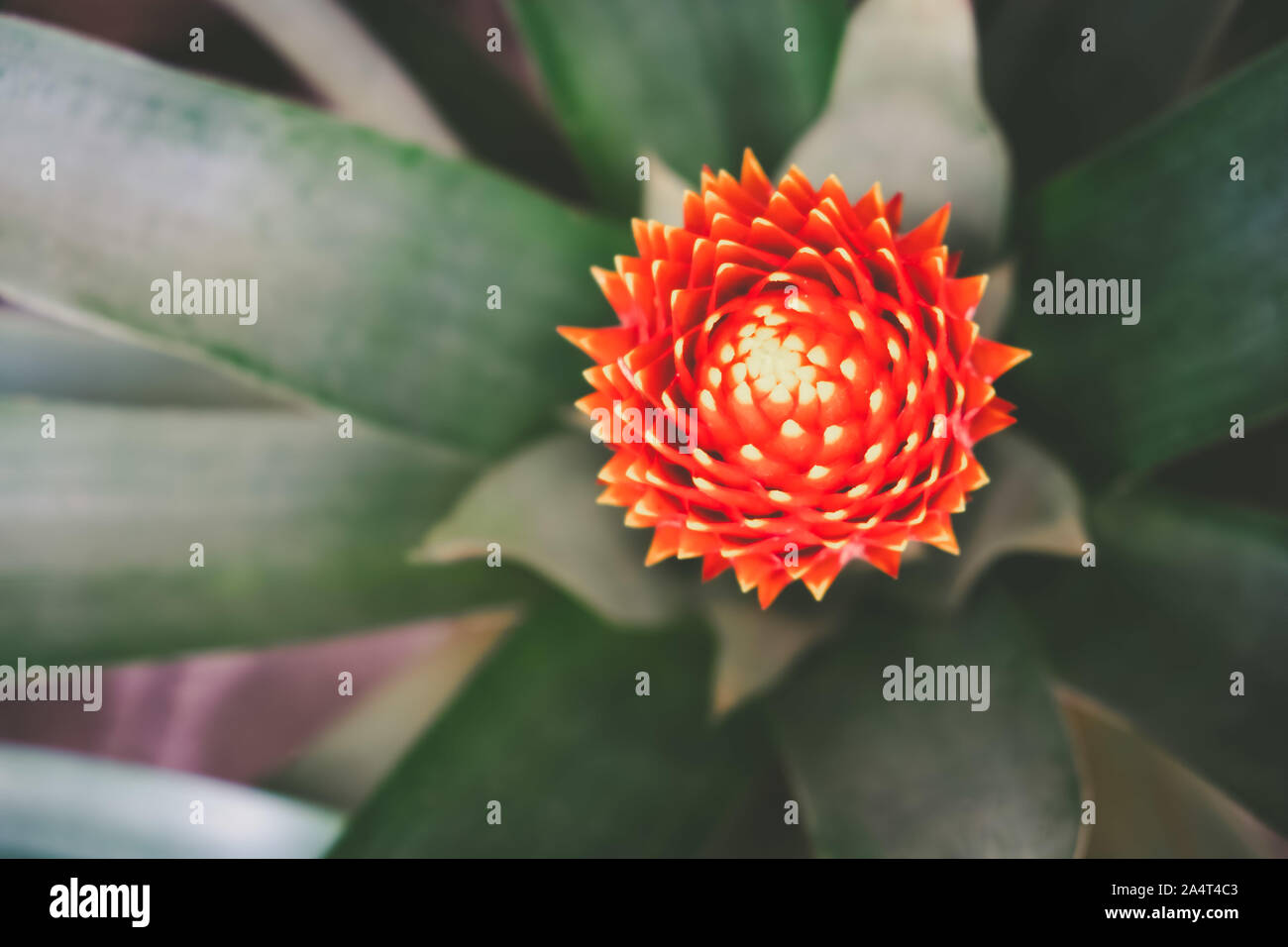 Blooming Bromeliad plant with shallow focus - closeup Stock Photo