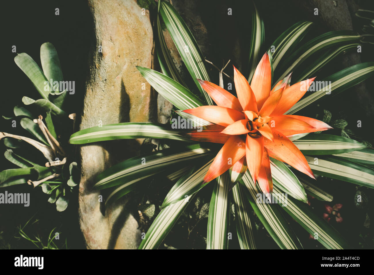 Top view of red bromeliad plant among stones Stock Photo