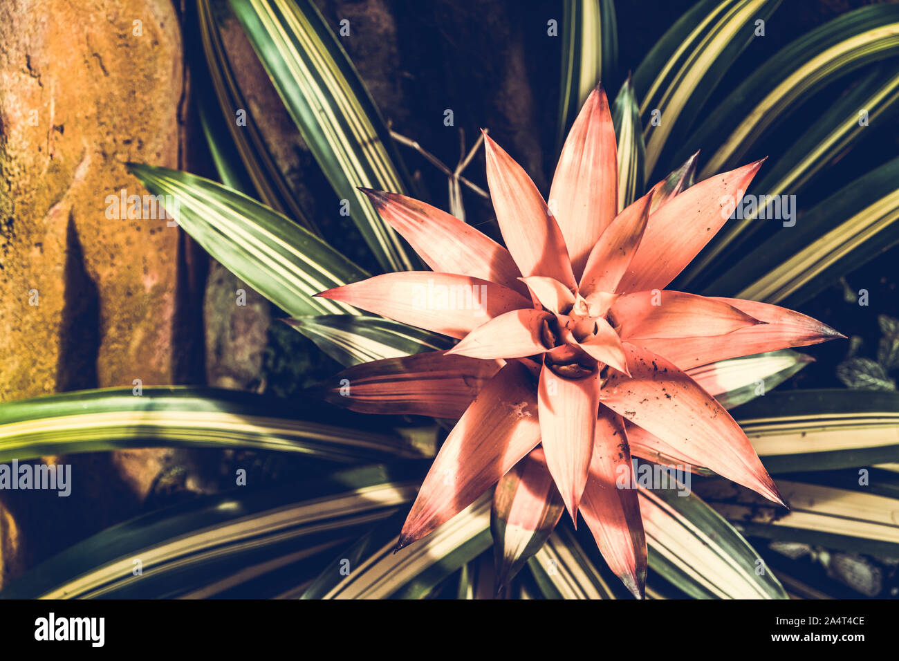 Beautiful Bromeliad plant - top view with shallow focus Stock Photo