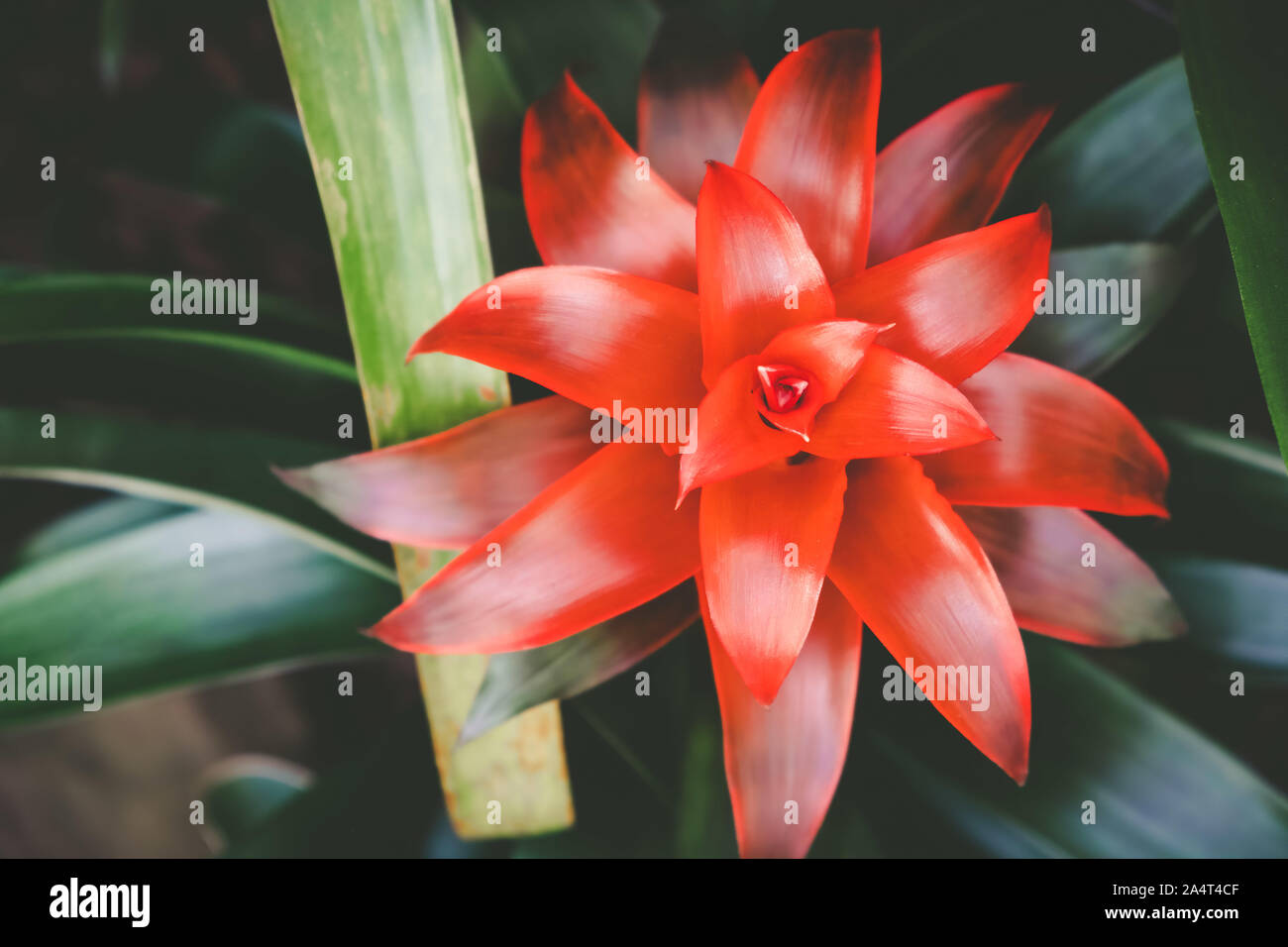 Beautiful blooming Bromeliad on blurred background Stock Photo