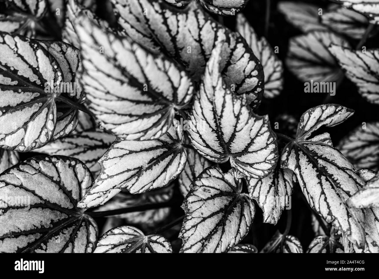 Rex begonia leaves in black and white with shallow focus Stock Photo