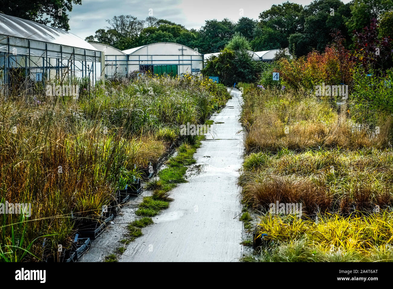 Various Species Types Of Grass On Sale In A Large Garden Nursery Centre Stock Photo Alamy