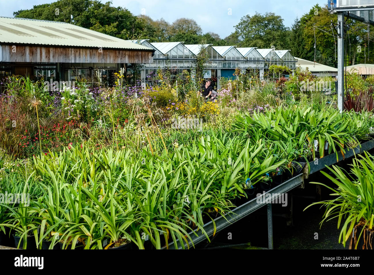 Garden centre display large hi-res stock photography and images - Alamy
