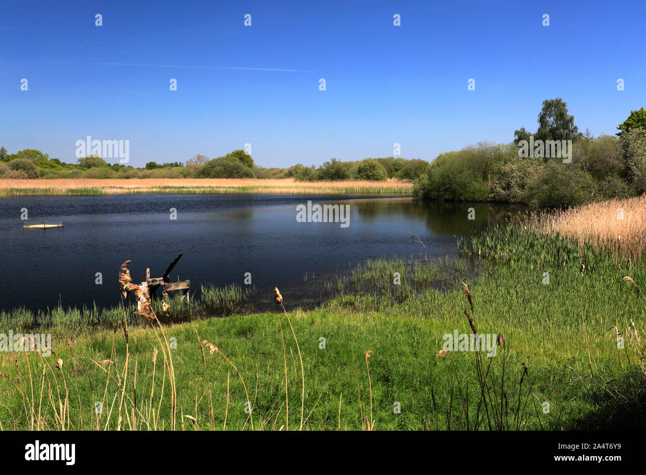 Summer view over Woodwalton Fen SSSI nature reserve, near Ramsey town ...