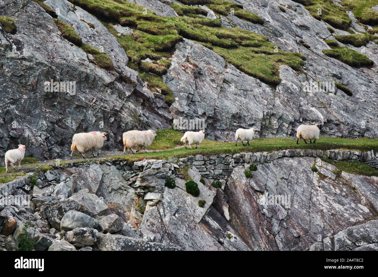 Line of sheep walking across cliff ledge, Isle of Lewis and Harris, Outer Hebrides, Scotland Stock Photo