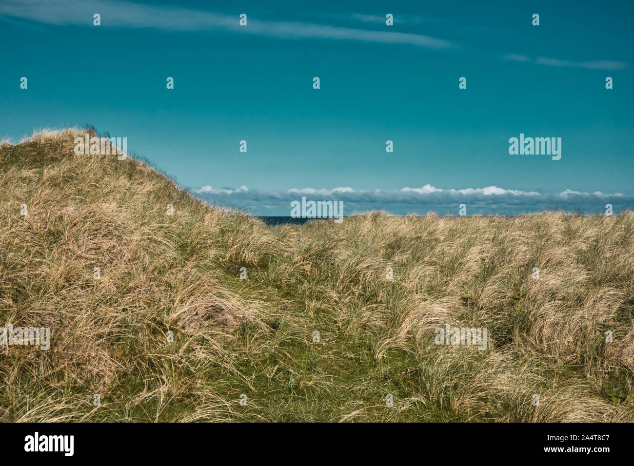 Horizon over the sea beyond machair grasses Stock Photo