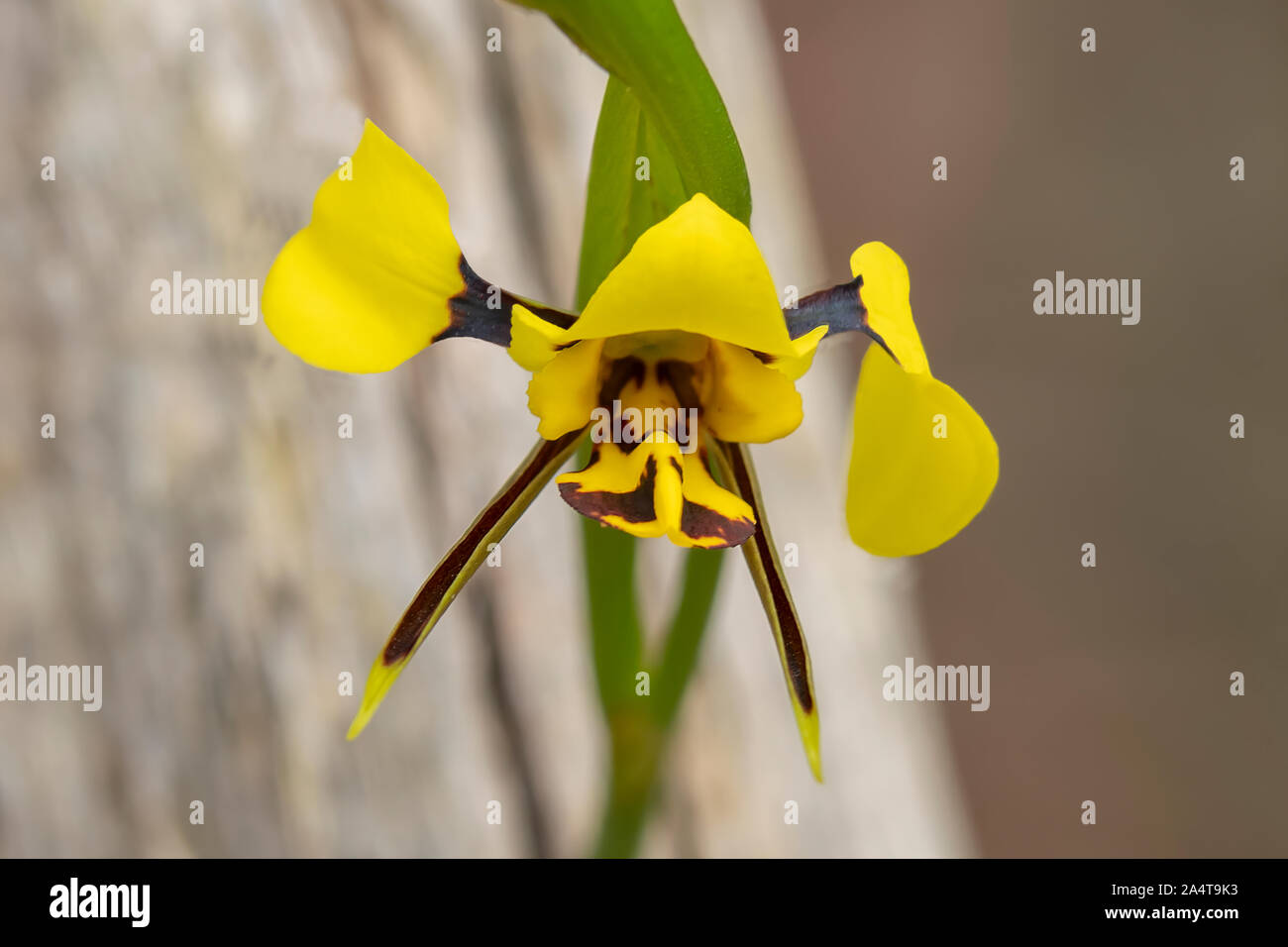 Diuris sulphurea, Hornet Orchid Stock Photo