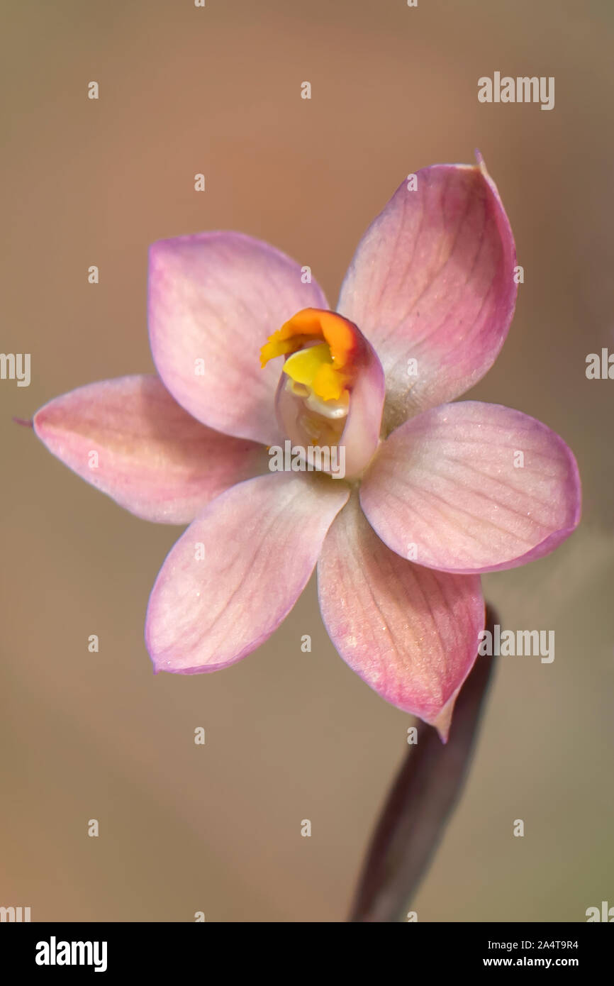 Thelymitra rubra, Salmon Sun-orchid Stock Photo