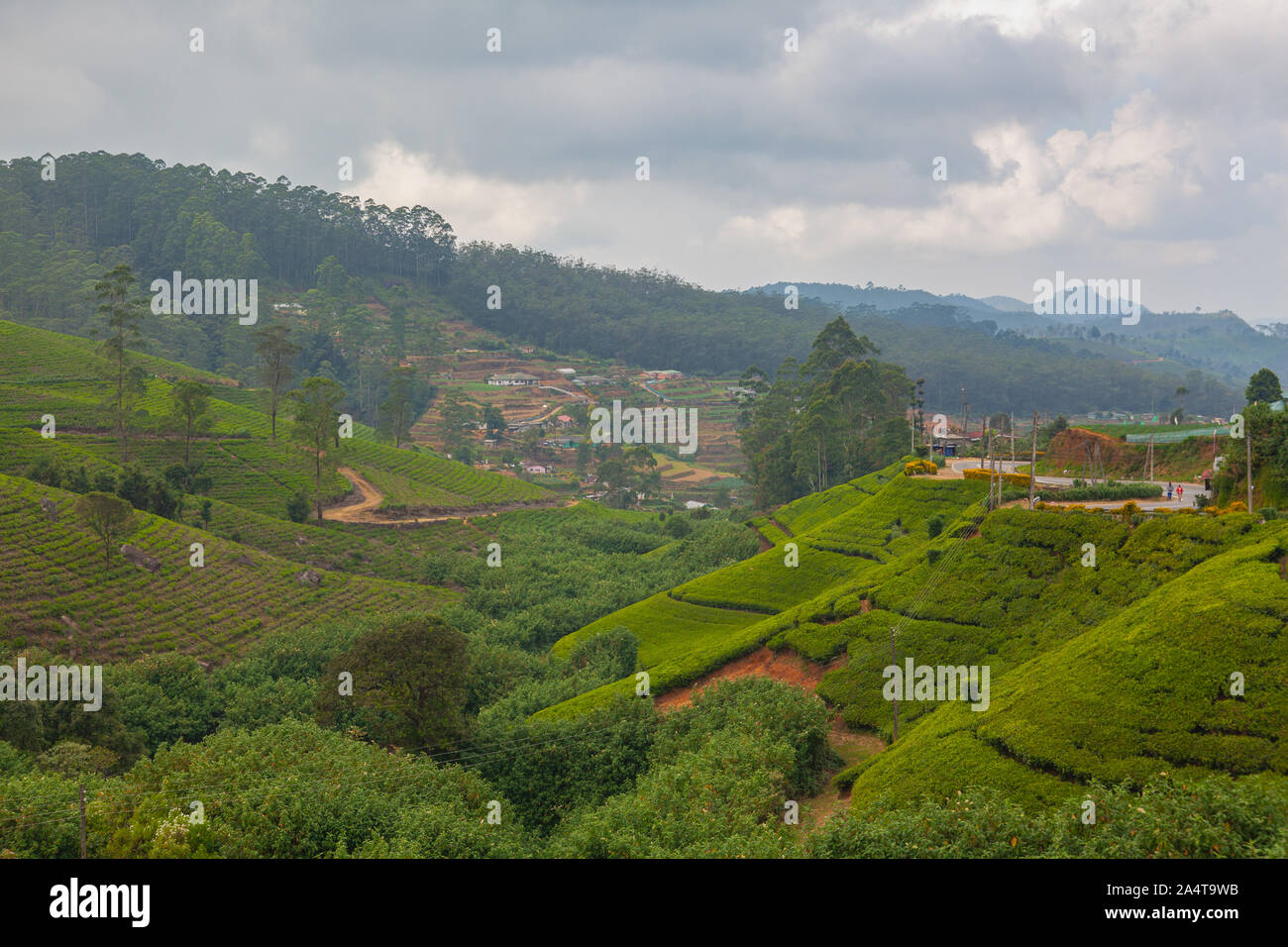 Sri Lanka, Kiribathgoda - January 25, 2019: Marboc tea plantations on Sri Lanka. Mabroc Teas was established in 1988. Mabroc has a product portfolio o Stock Photo