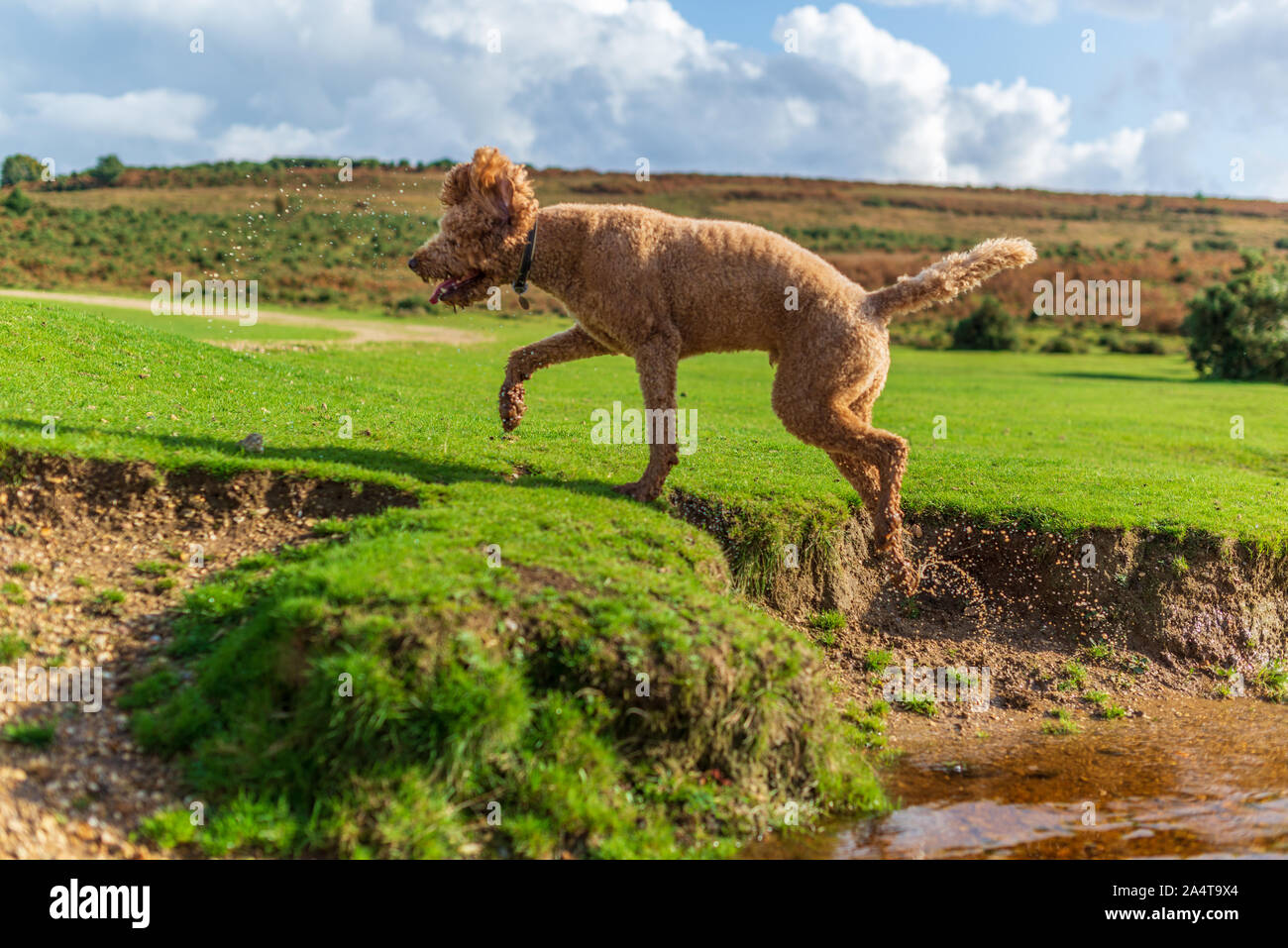 Golden brown Labradoodle dog outdoors running and jumping Stock Photo