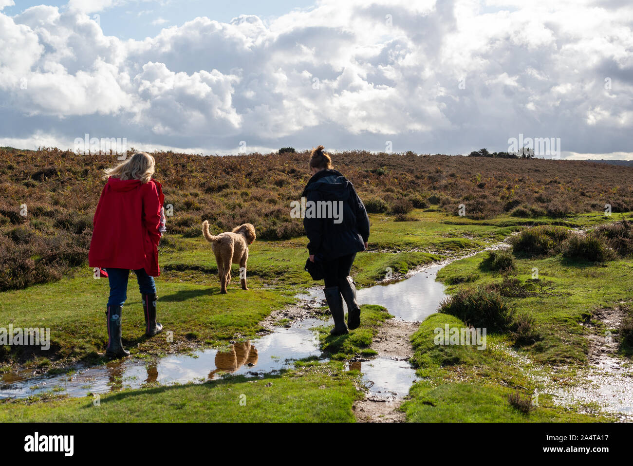 Two women outdoors walking with a dog in Autumn, New Forest, Hampshire, UK Stock Photo