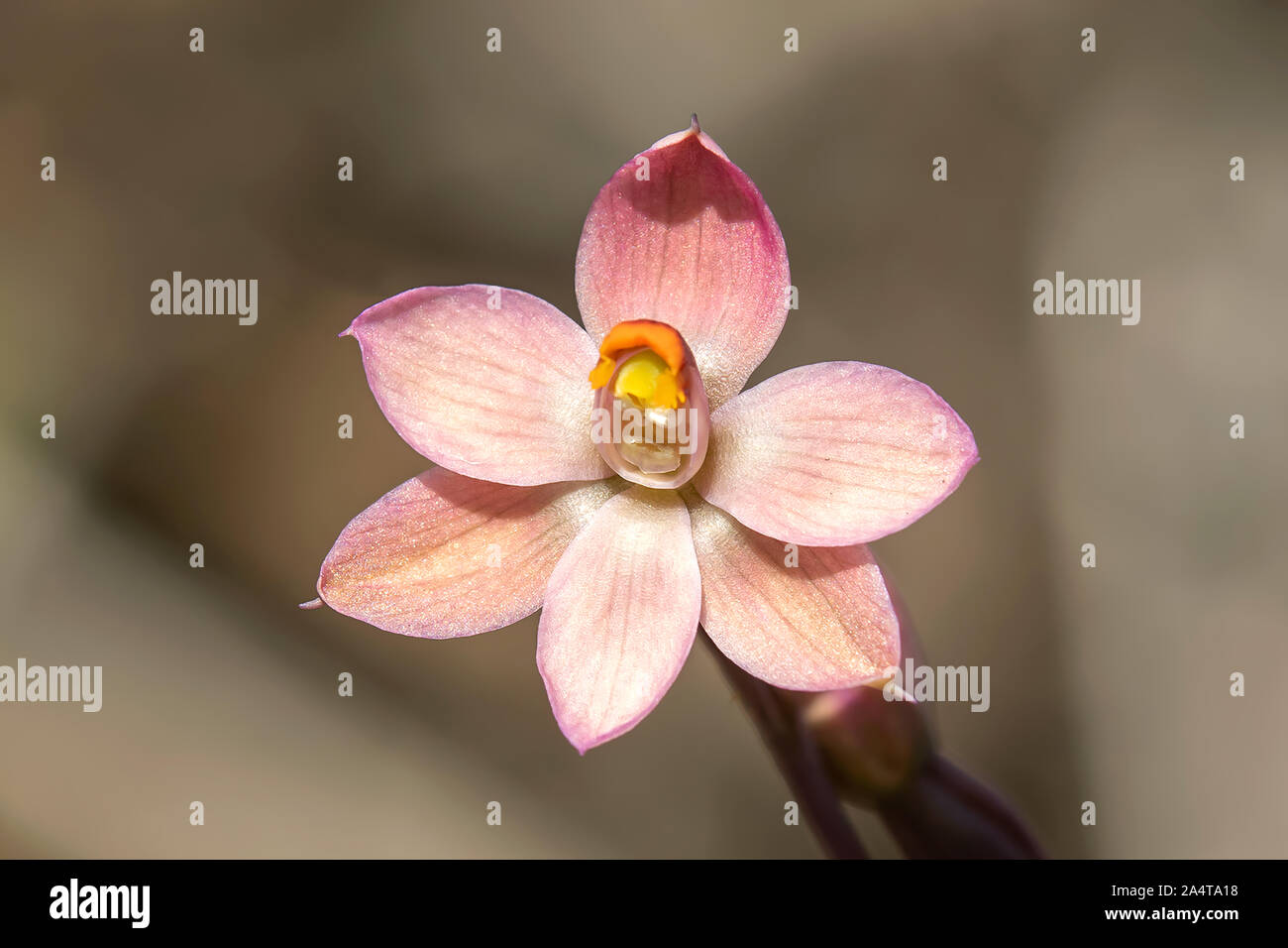 Thelymitra rubra, Salmon Sun-orchid Stock Photo