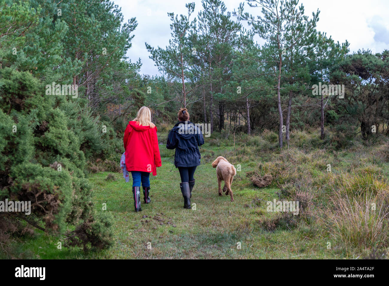 Two women outdoors walking with a dog in Autumn, New Forest, Hampshire, UK Stock Photo