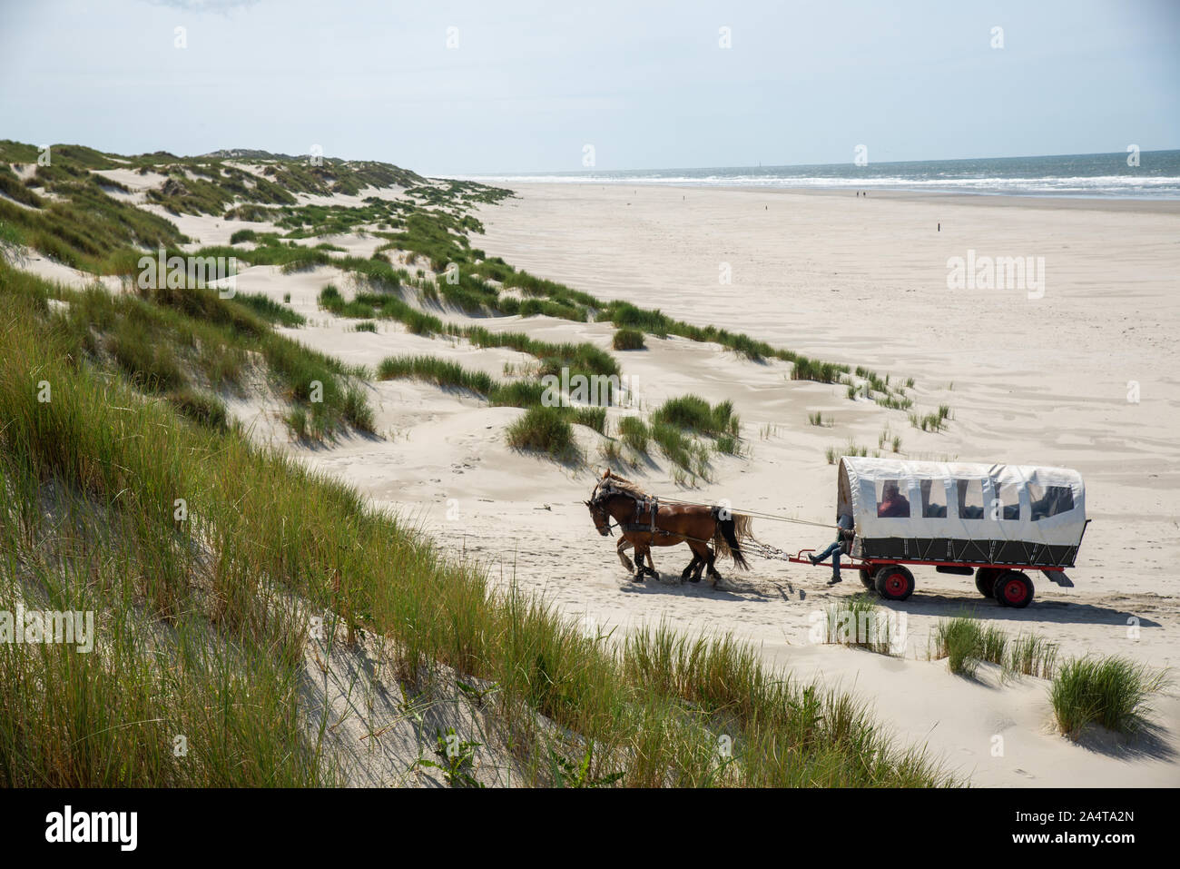 Horse cart at beach at Terschelling island in Holland Stock Photo