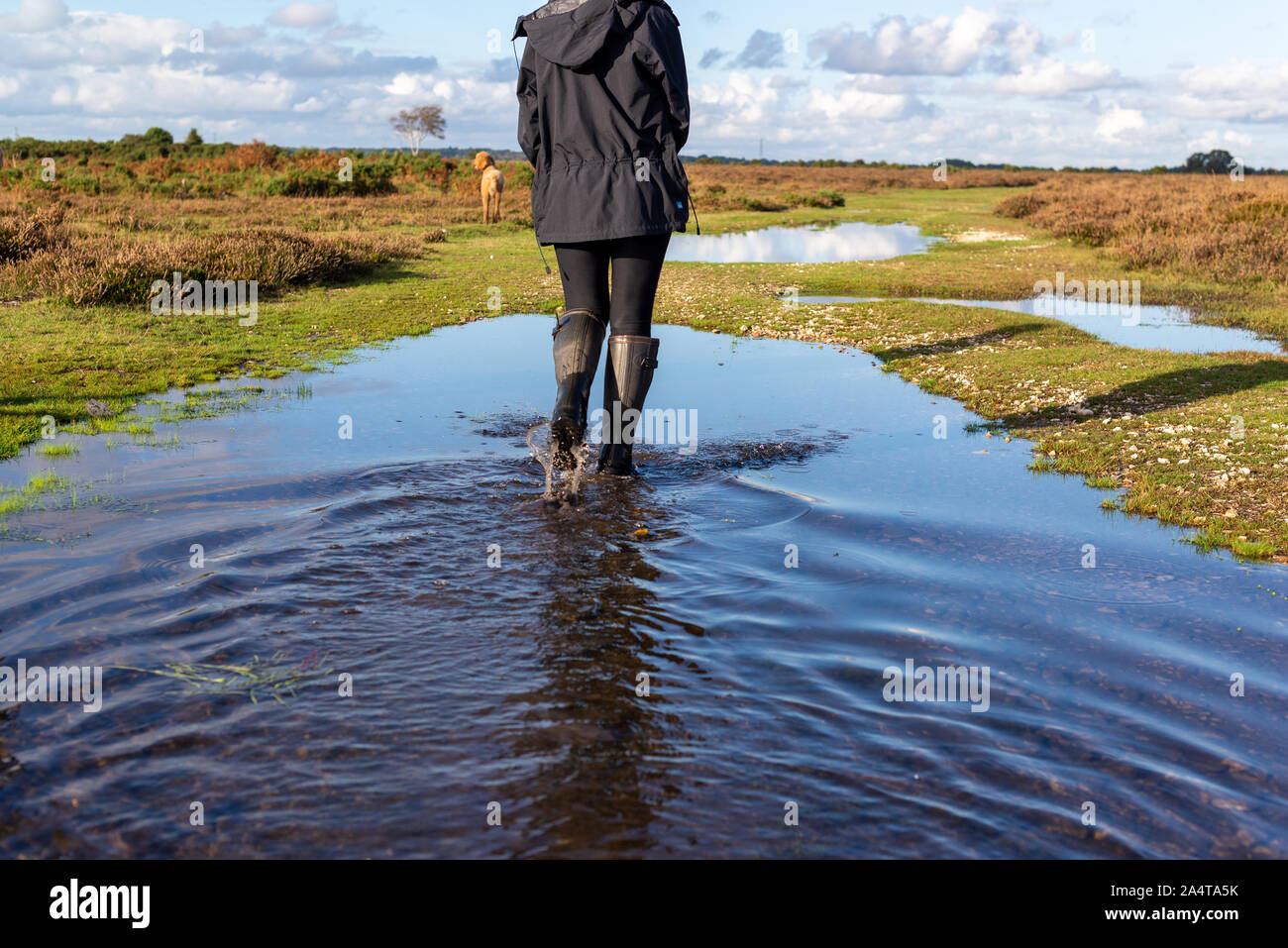 Woman wearing wellies walking though water after heavy Autumn rain, UK Stock Photo