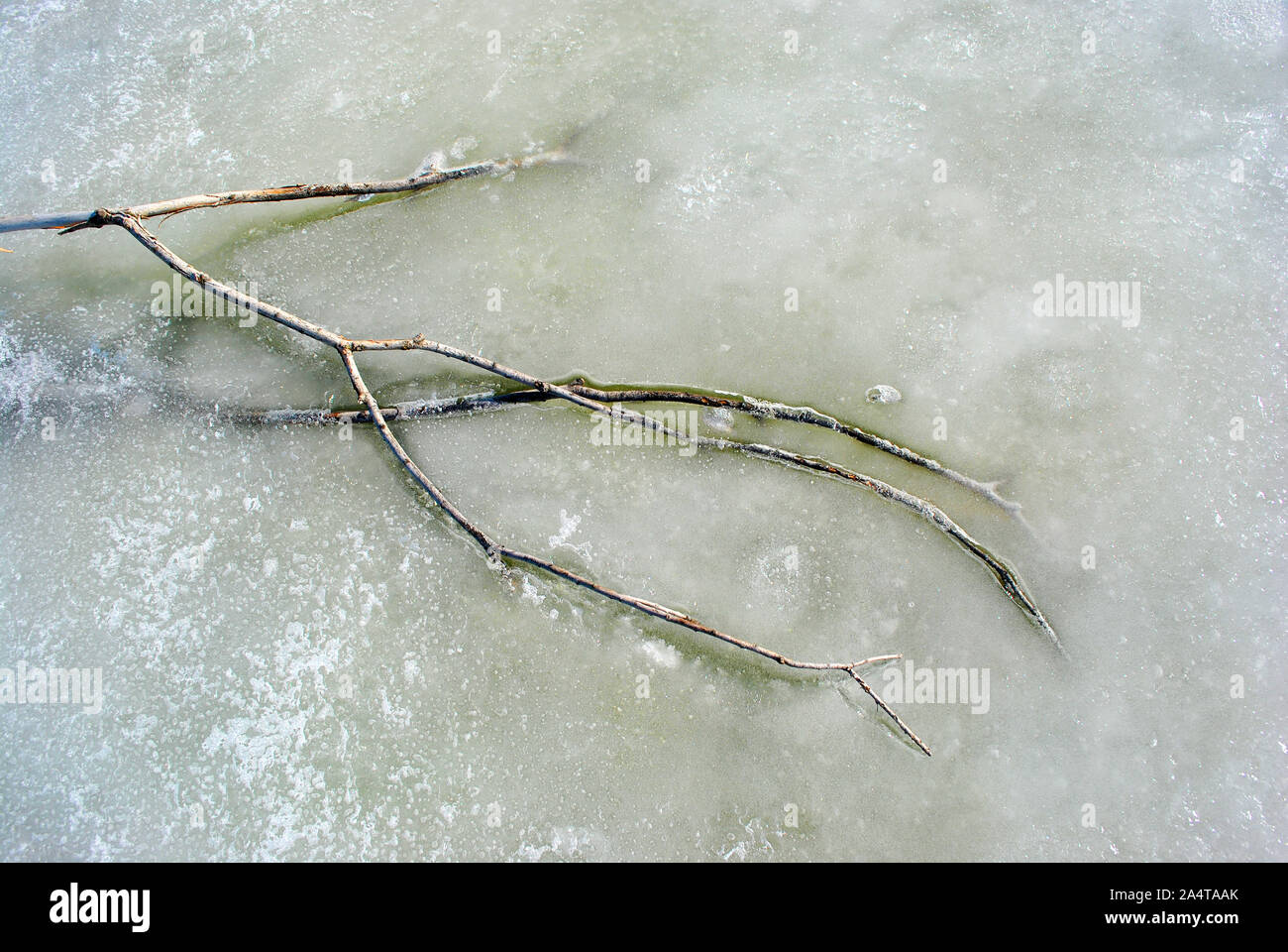 Gray branch without leaves on melting ice surface, top view Stock Photo