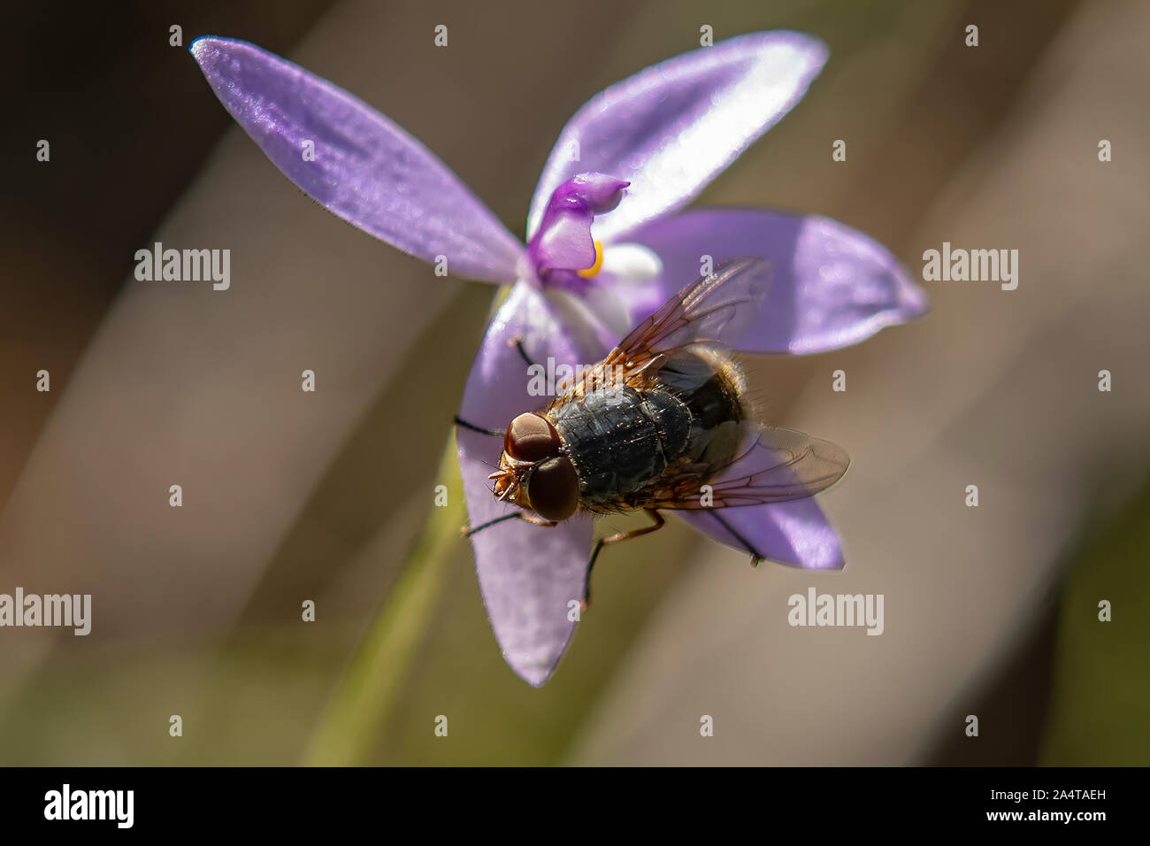 Lesser Brown Blowfly, Calliphora augur on Wax-lip Orchid Stock Photo
