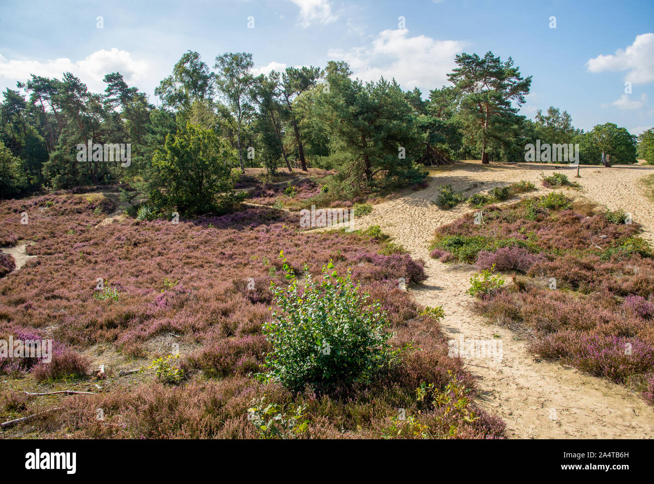 Pink coloured heather at Brabantse Wal in Bergen op Zoom, Holland Stock Photo