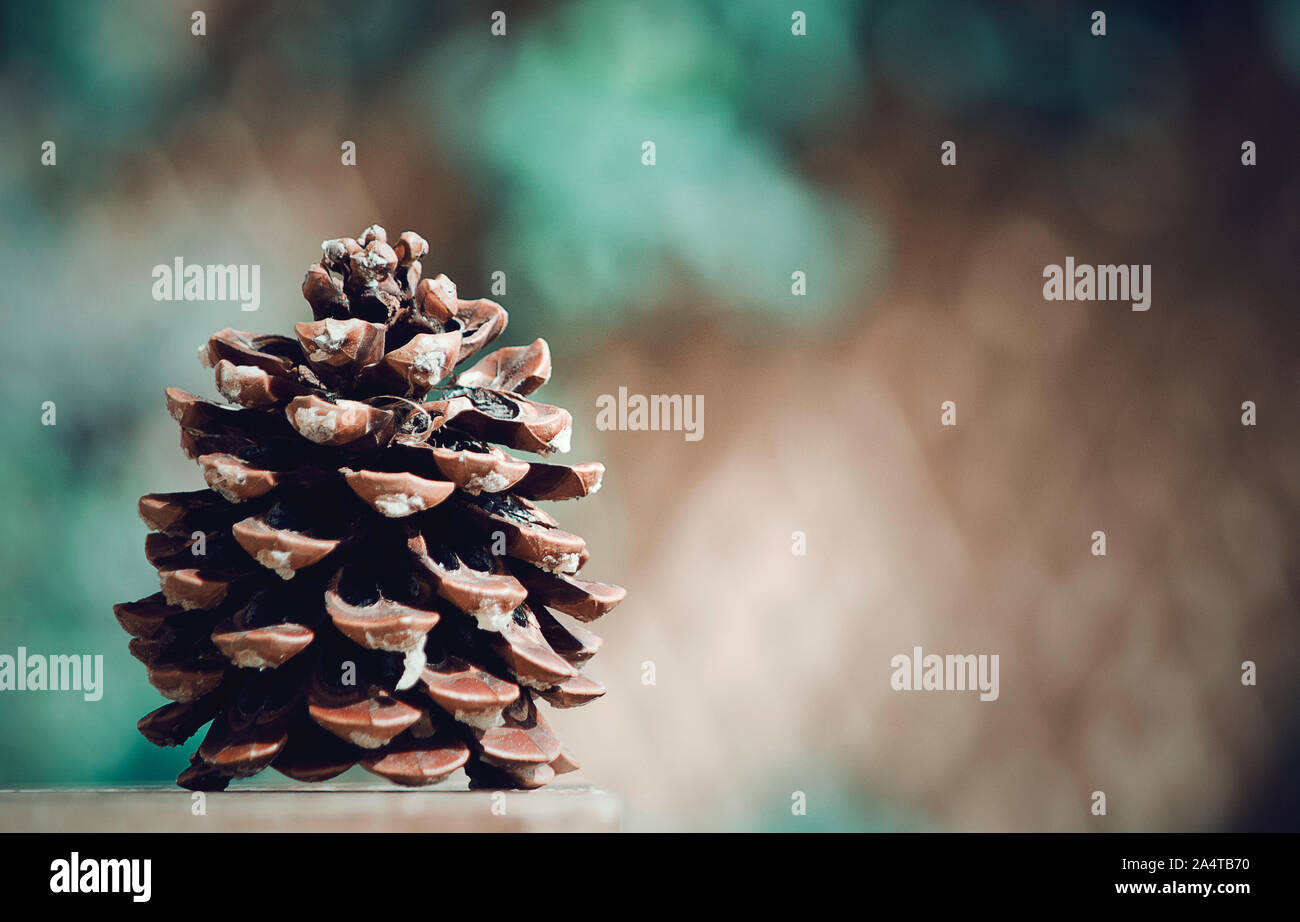 Isolated pine cone on a wooden table. Selective focus, blurred background. Copy space. Stock Photo