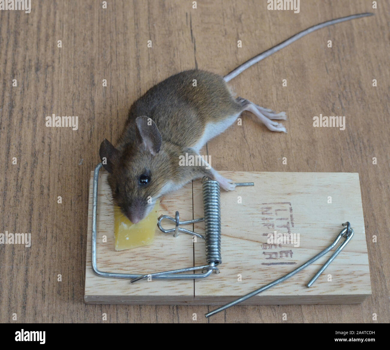 Mouse caught in trap hires stock photography and images Alamy