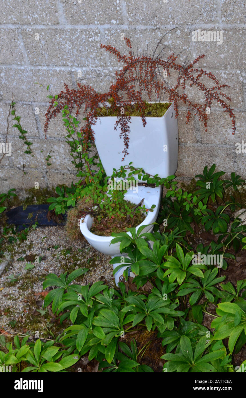 Plants growing in toilet Stock Photo Alamy