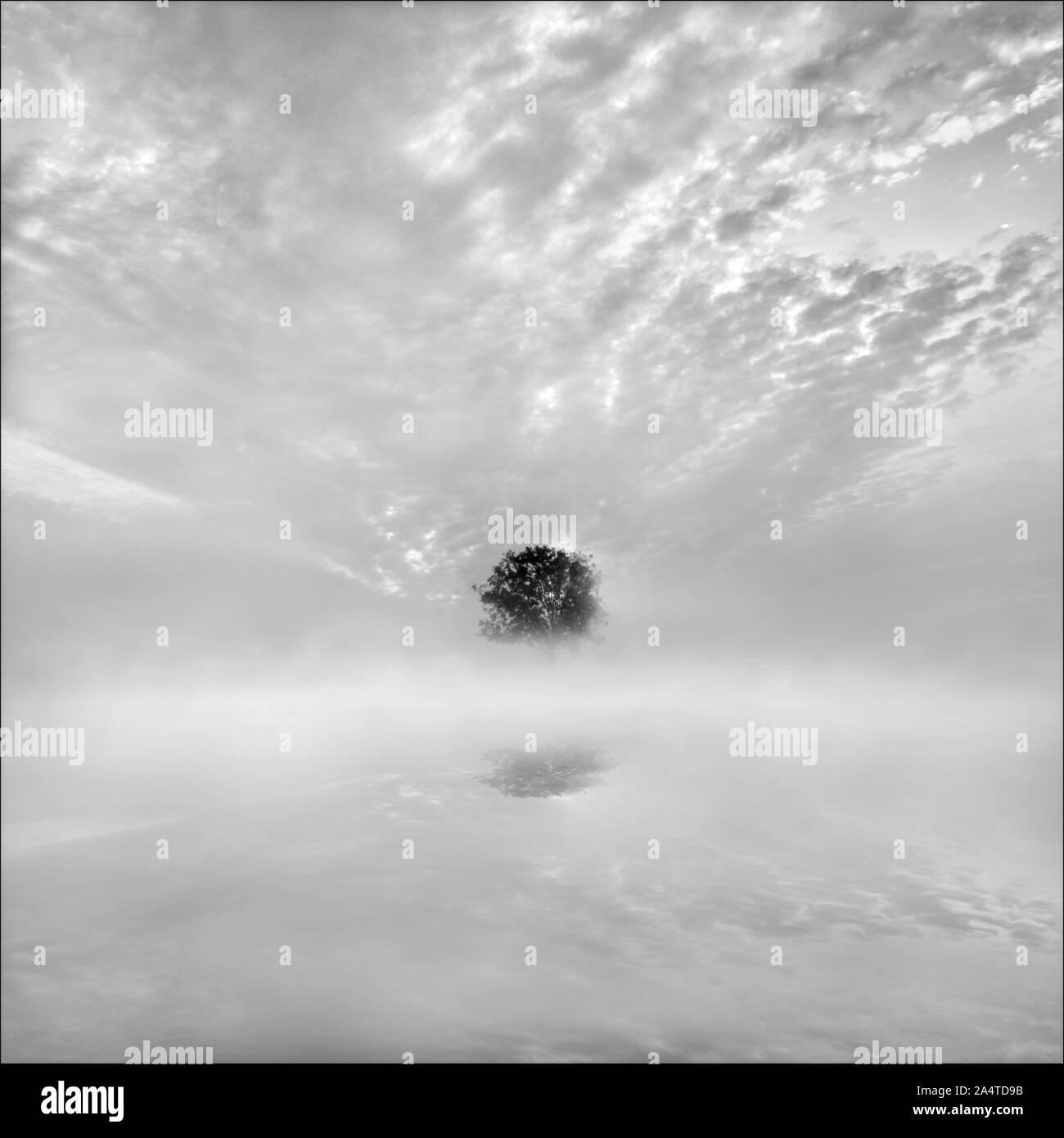 A tree reflecting in the pool of water on flooded marshland on a foggy
