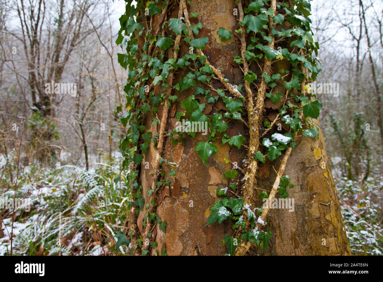 Valle del bosque hi-res stock photography and images - Alamy