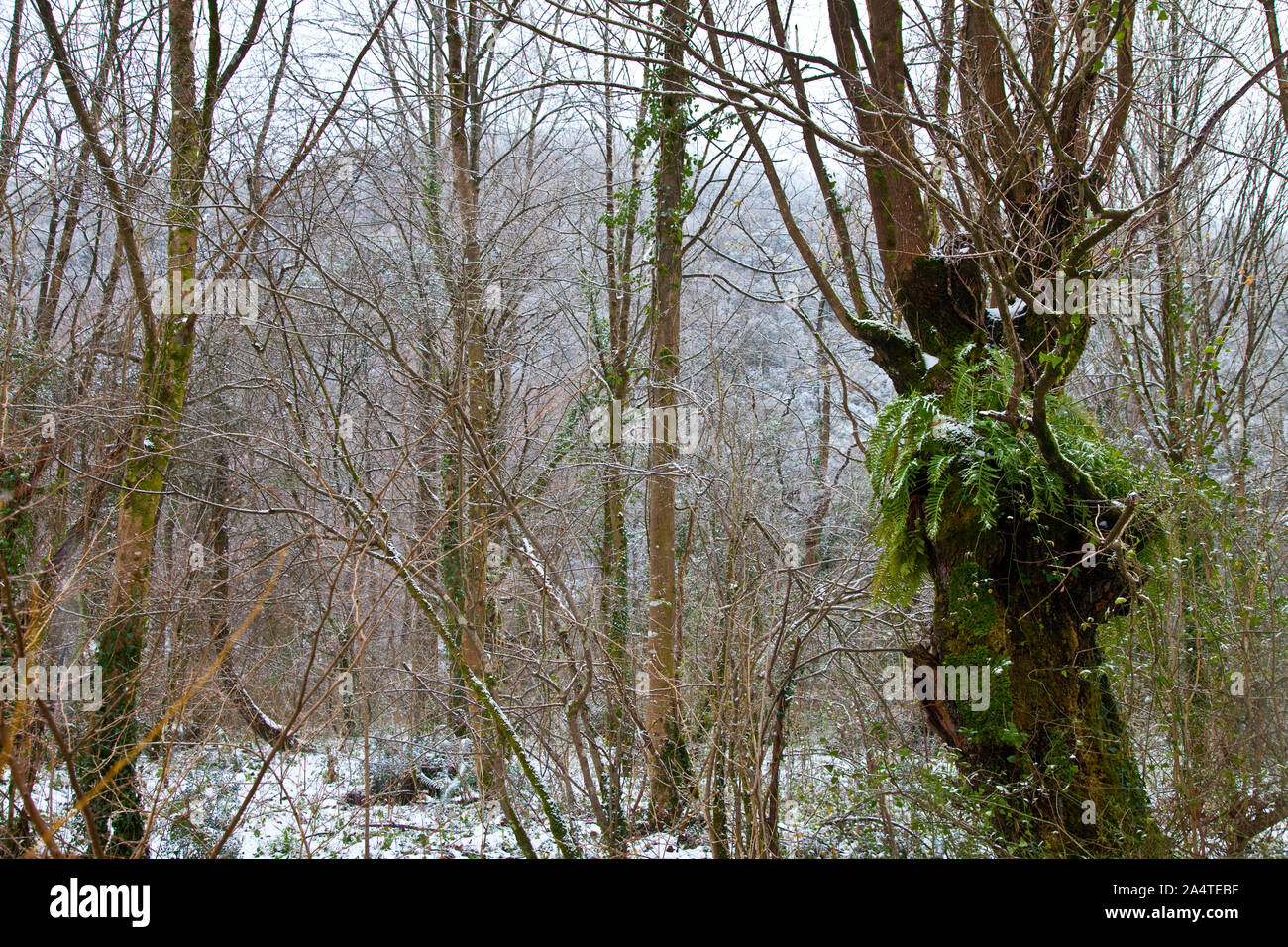 Valle del bosque hi-res stock photography and images - Alamy