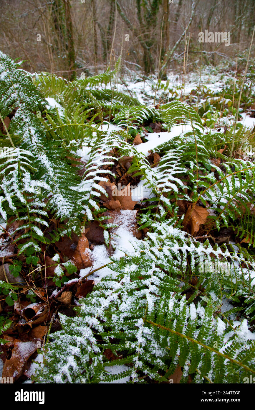 Valle del bosque hi-res stock photography and images - Alamy