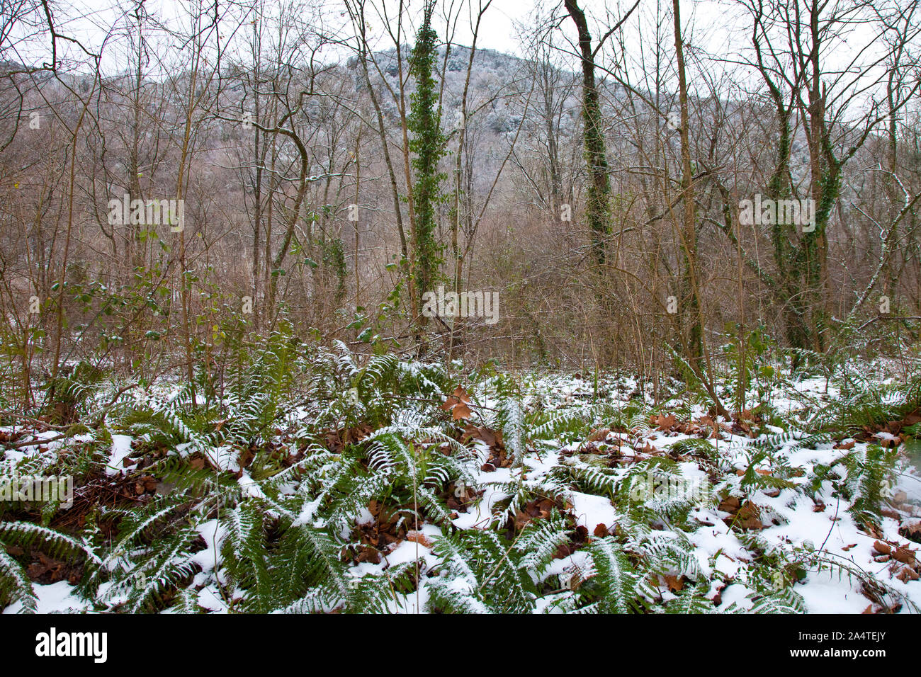 Valle del bosque hi-res stock photography and images - Alamy