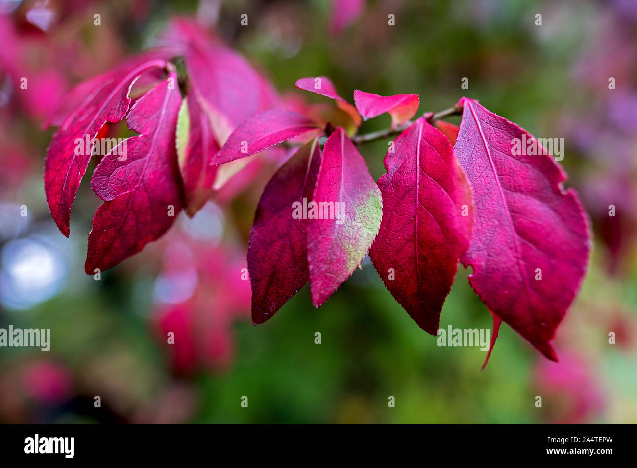 Euonymus alatus winged spindle tree hires stock photography and images