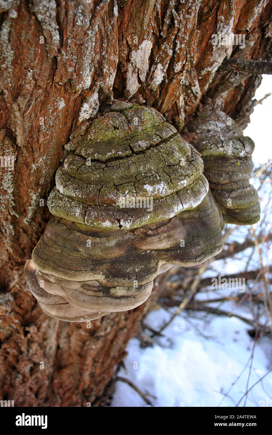Fungus on willow tree hires stock photography and images Alamy