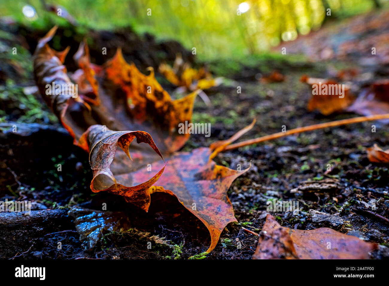 maple leaf autumnal colored lying on the forest floor Stock Photo