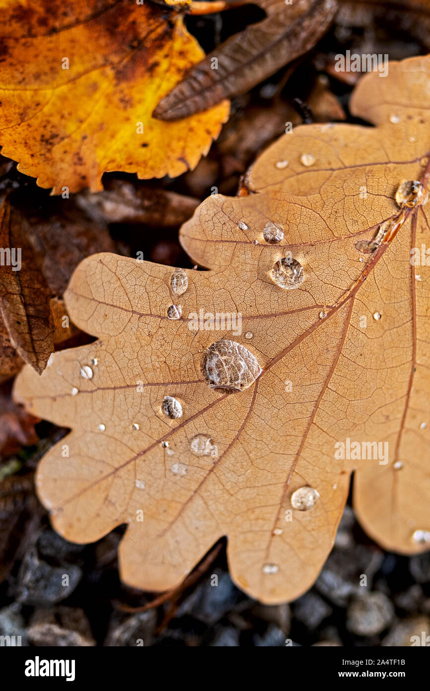 oak leaf lying on the forest floor with water drops Stock Photo