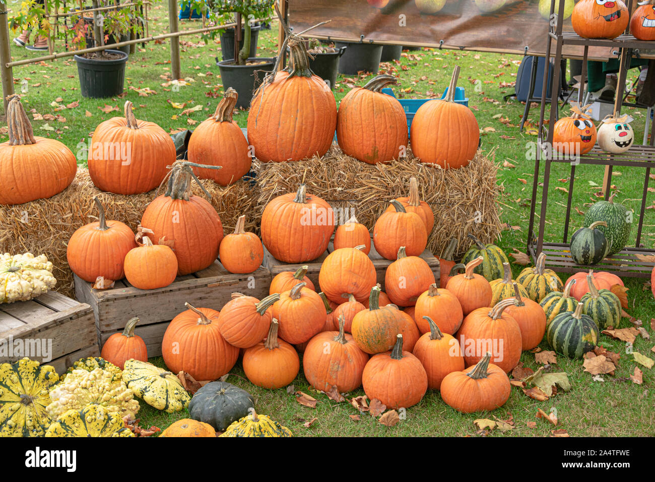 A lot of beautiful orange pumpkins big and small, Halloween time Stock Photo