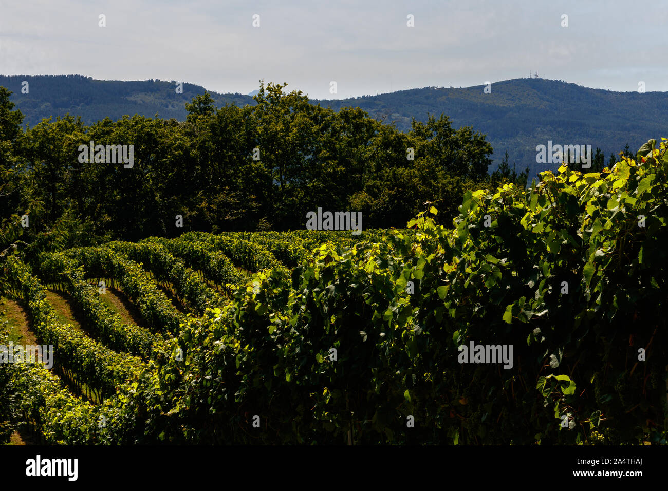 vineyard in the north of spain Stock Photo