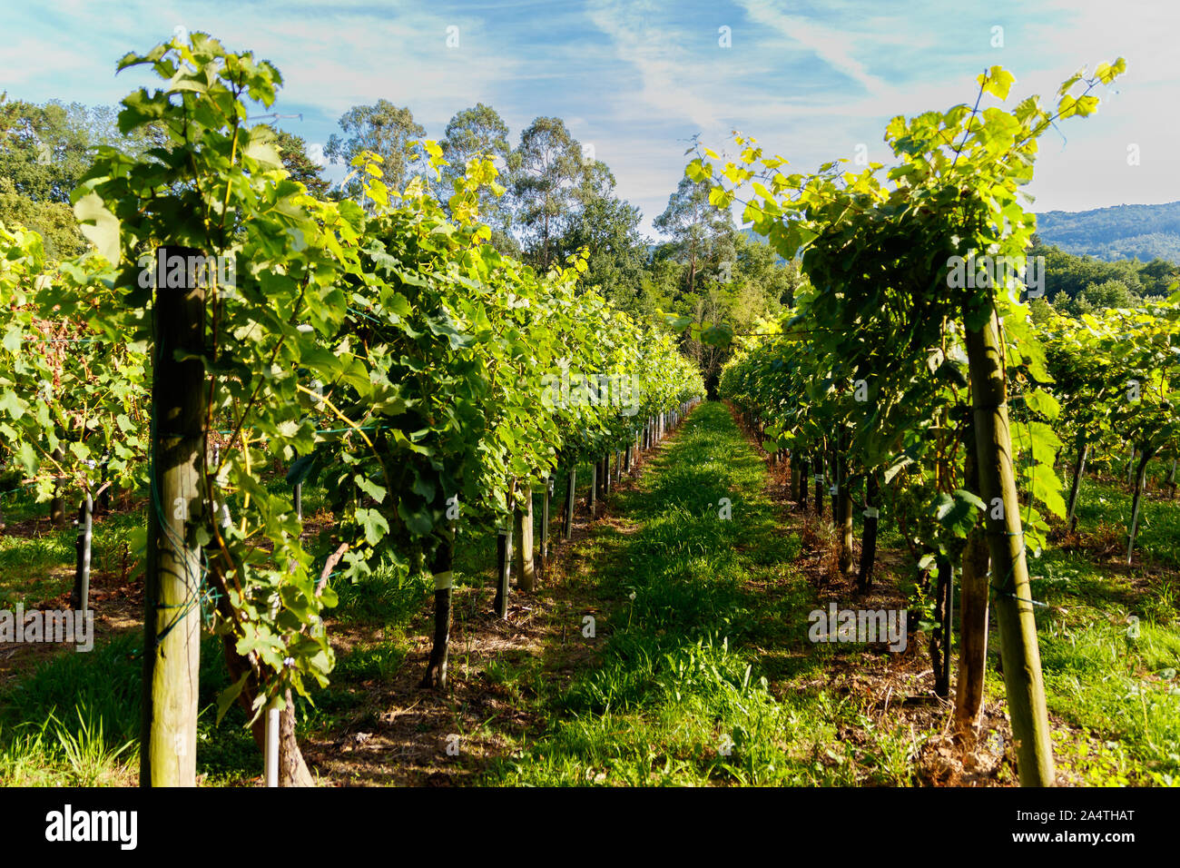 vineyard in the north of spain Stock Photo
