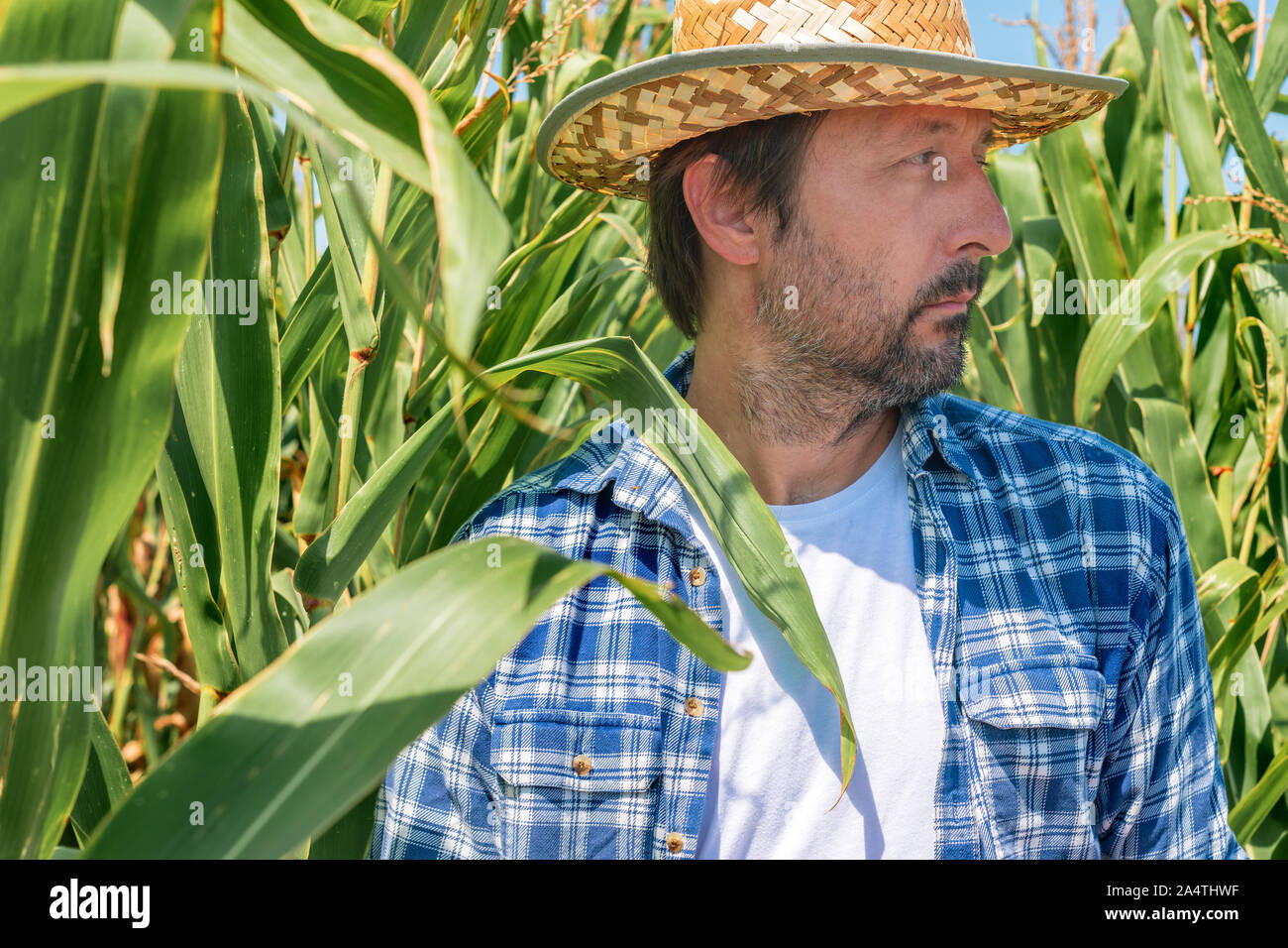 Portrait of handsome corn farmer in cultivated maize field wearing ...