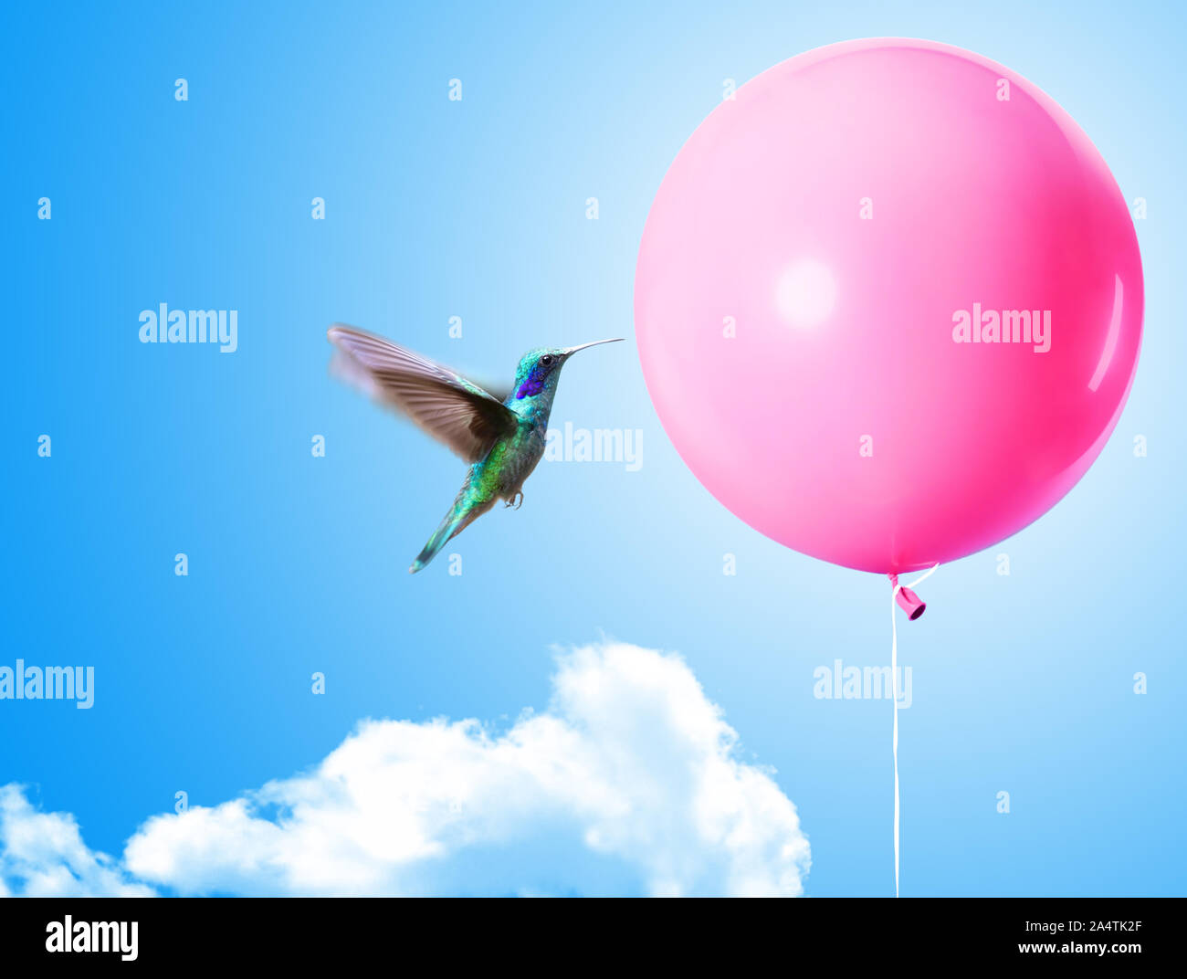 A hummingbird is about to pop a balloon. Stock Photo