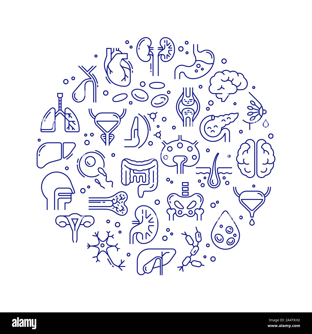 Circular template of linear vector icons of human organs and skeleton ...
