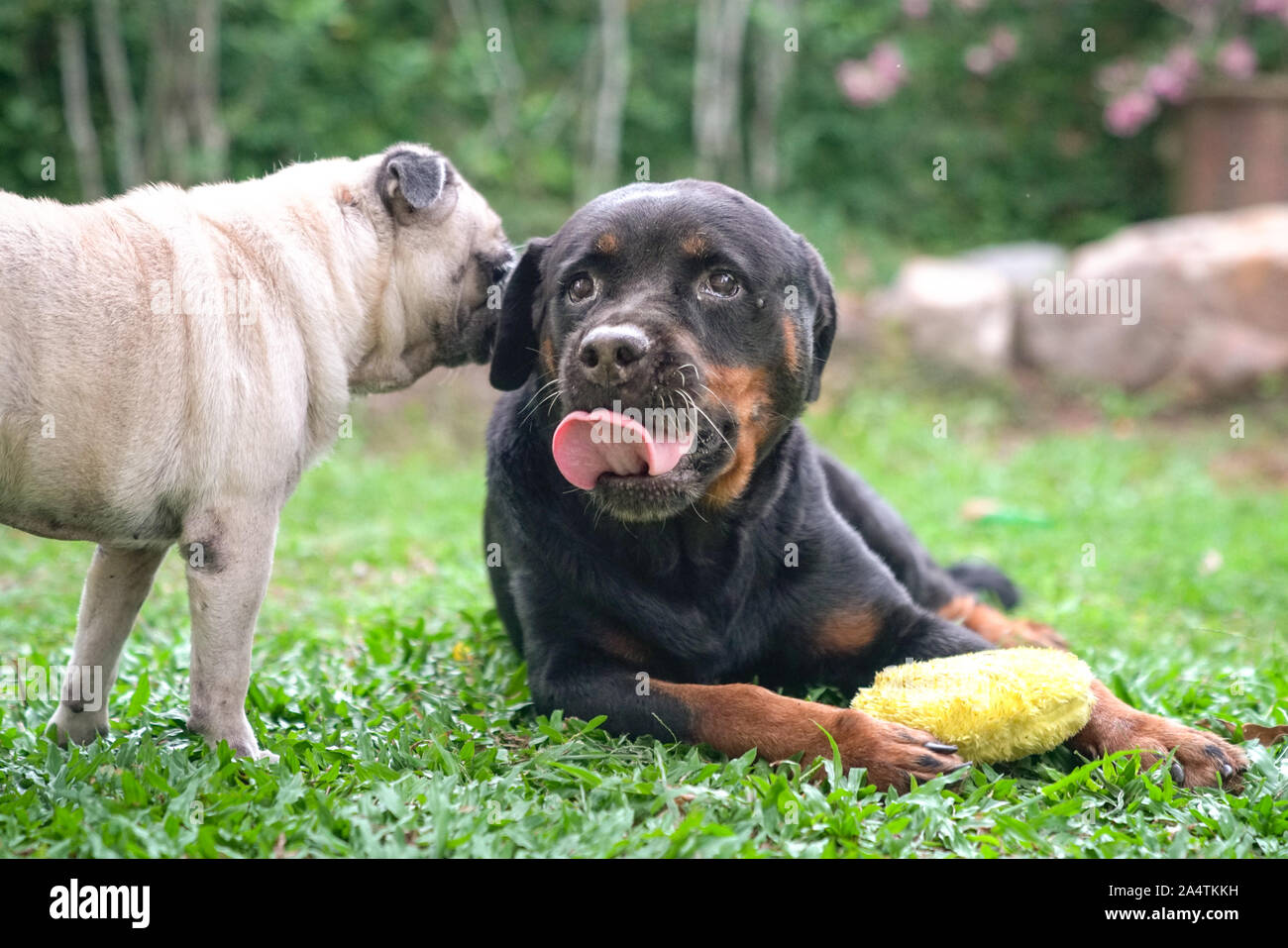 Rottweiler pug hotsell