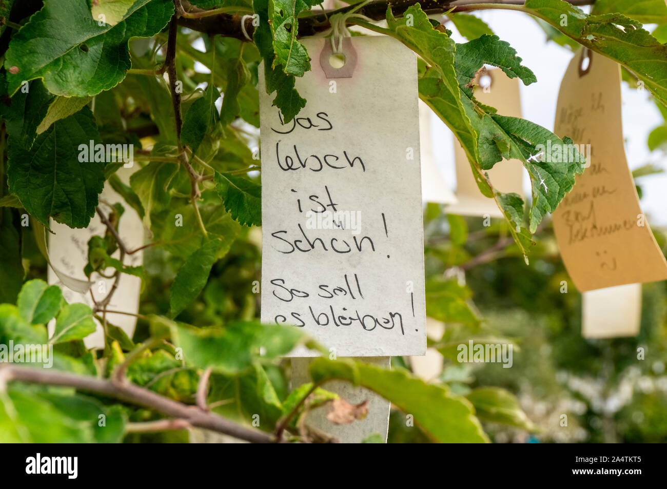 Label with the statement 'Life is beautiful' hangs in a tree with many other wishes. Stock Photo