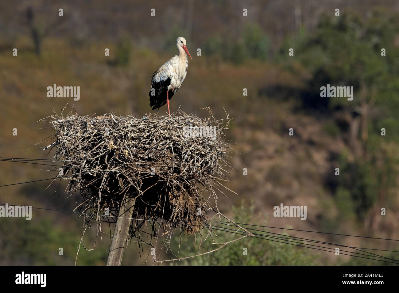 White Stork (Ciconia ciconia) Stock Photo