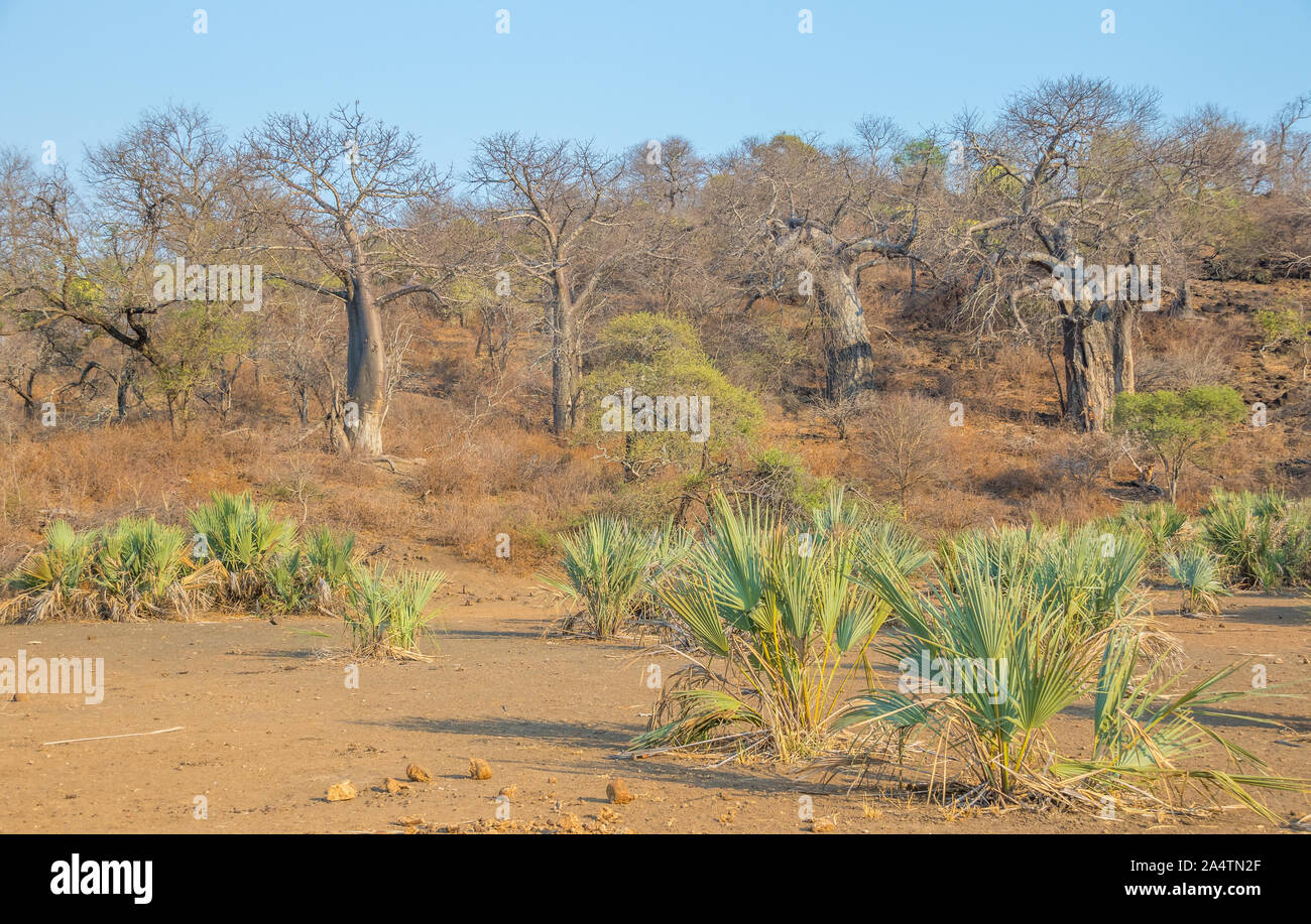Baobab and lala palm trees in and around the Limpopo river flood plains in Kruger National Park in South Africa image in horizontal format Stock Photo