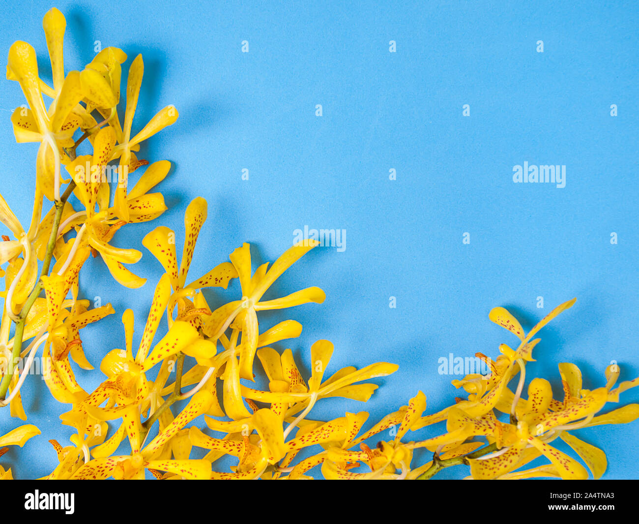 Yellow Mokara Orchids in a Blue background. (picture with space for text) Stock Photo