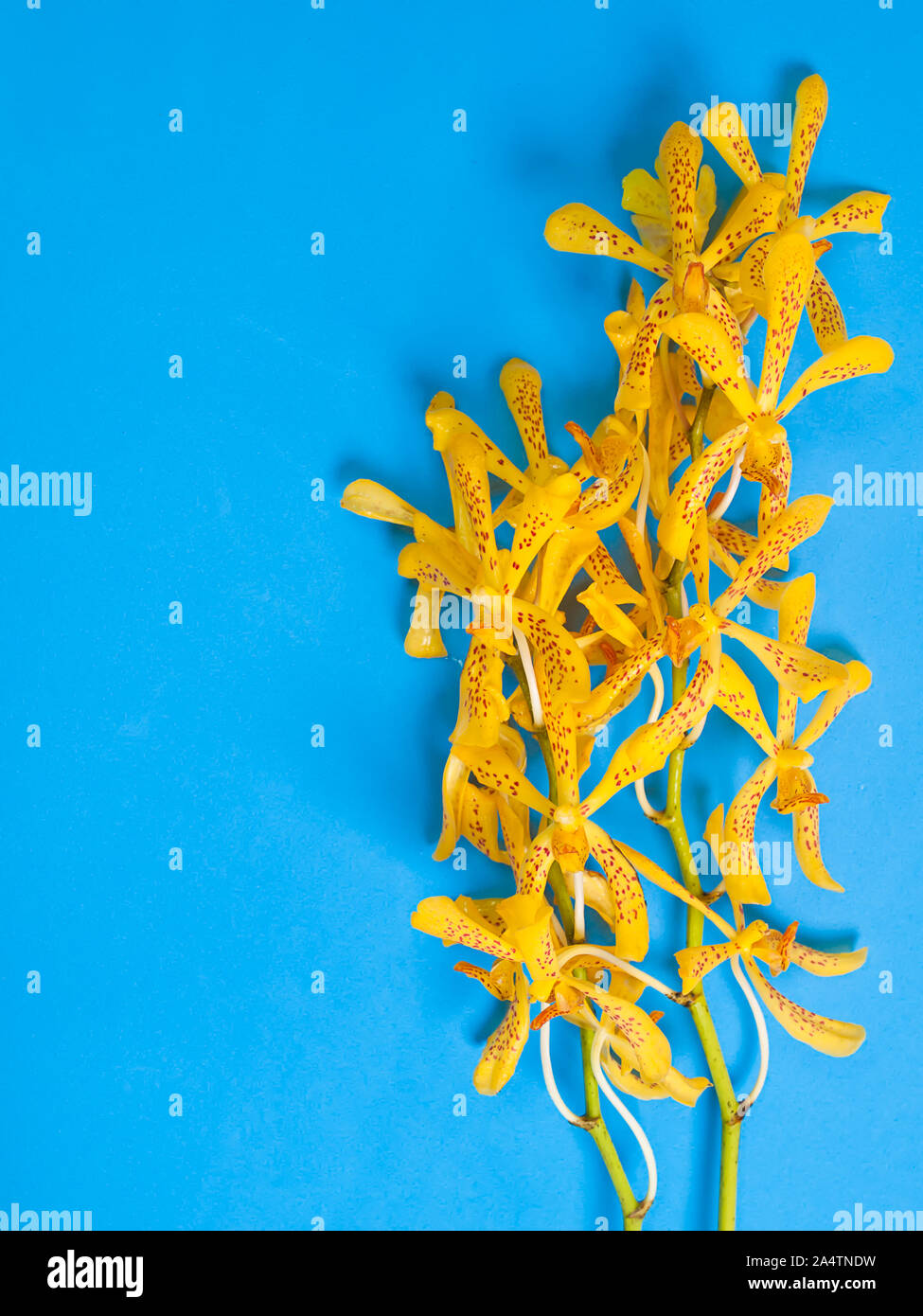 Yellow Mokara Orchids in a Blue background. (picture with space for text) Stock Photo