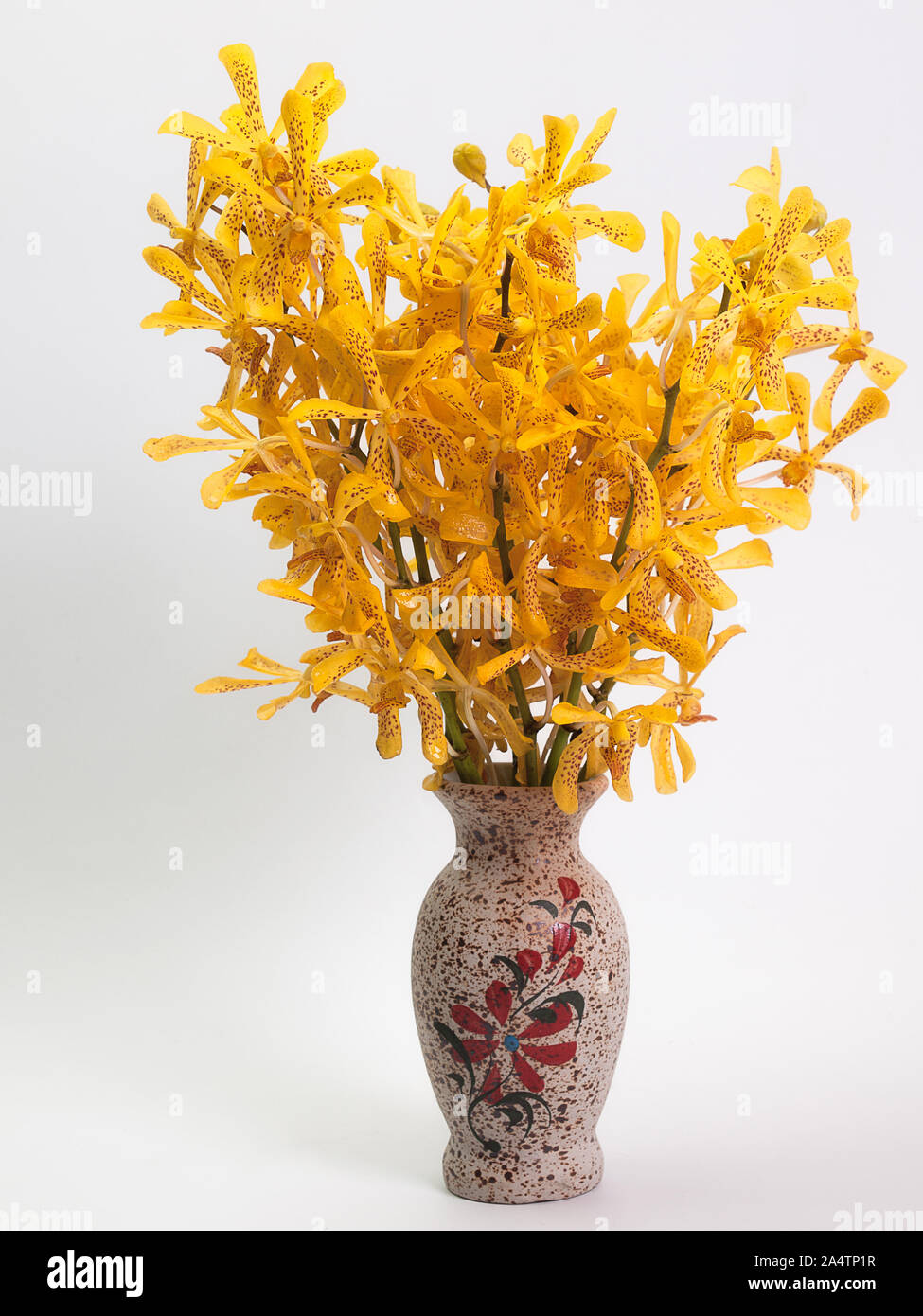 Yellow Mokara Orchids ,Put them in a vase ,White background. Stock Photo