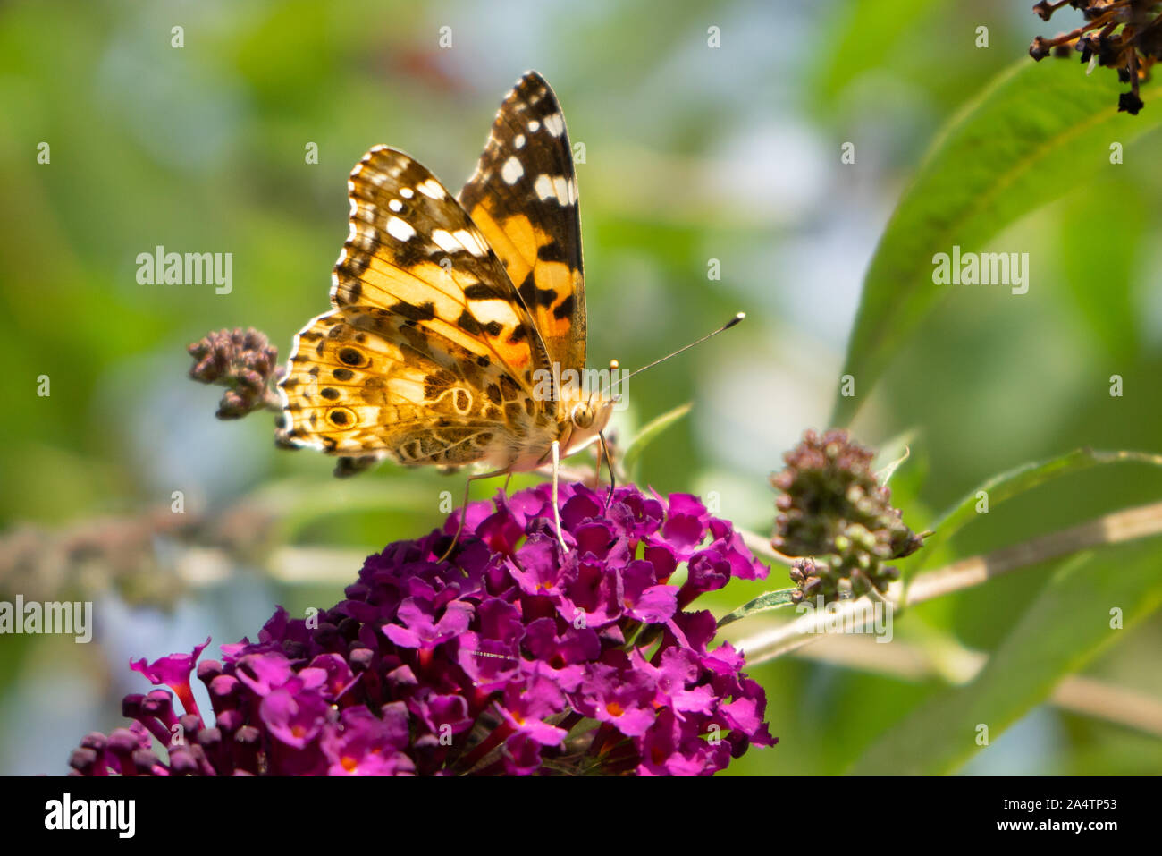 Close up of Painted lady butterfly, Vanessa cardui, on lilac flowers. Stock Photo