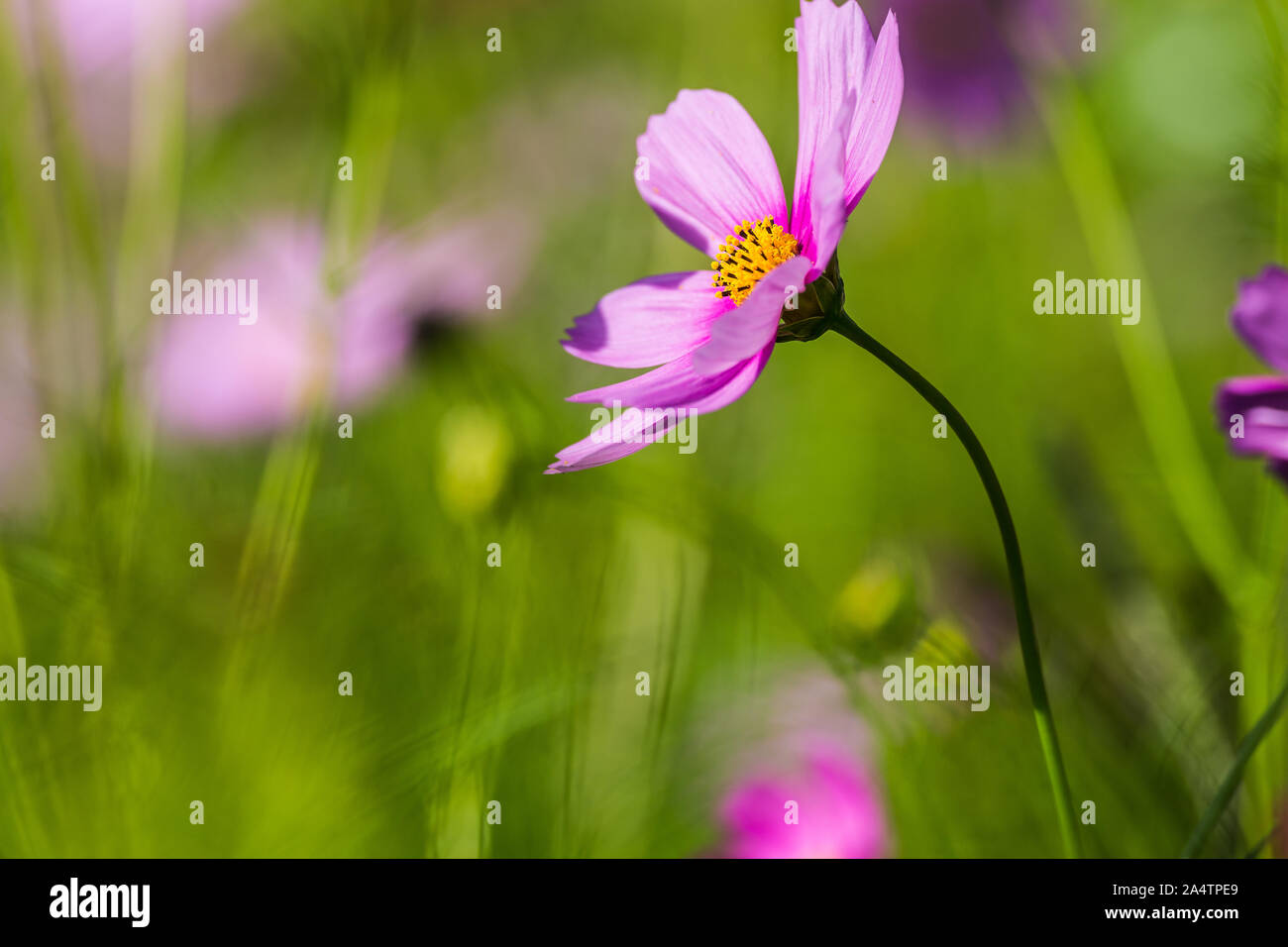 Pink cosmos flower glow hi-res stock photography and images - Alamy