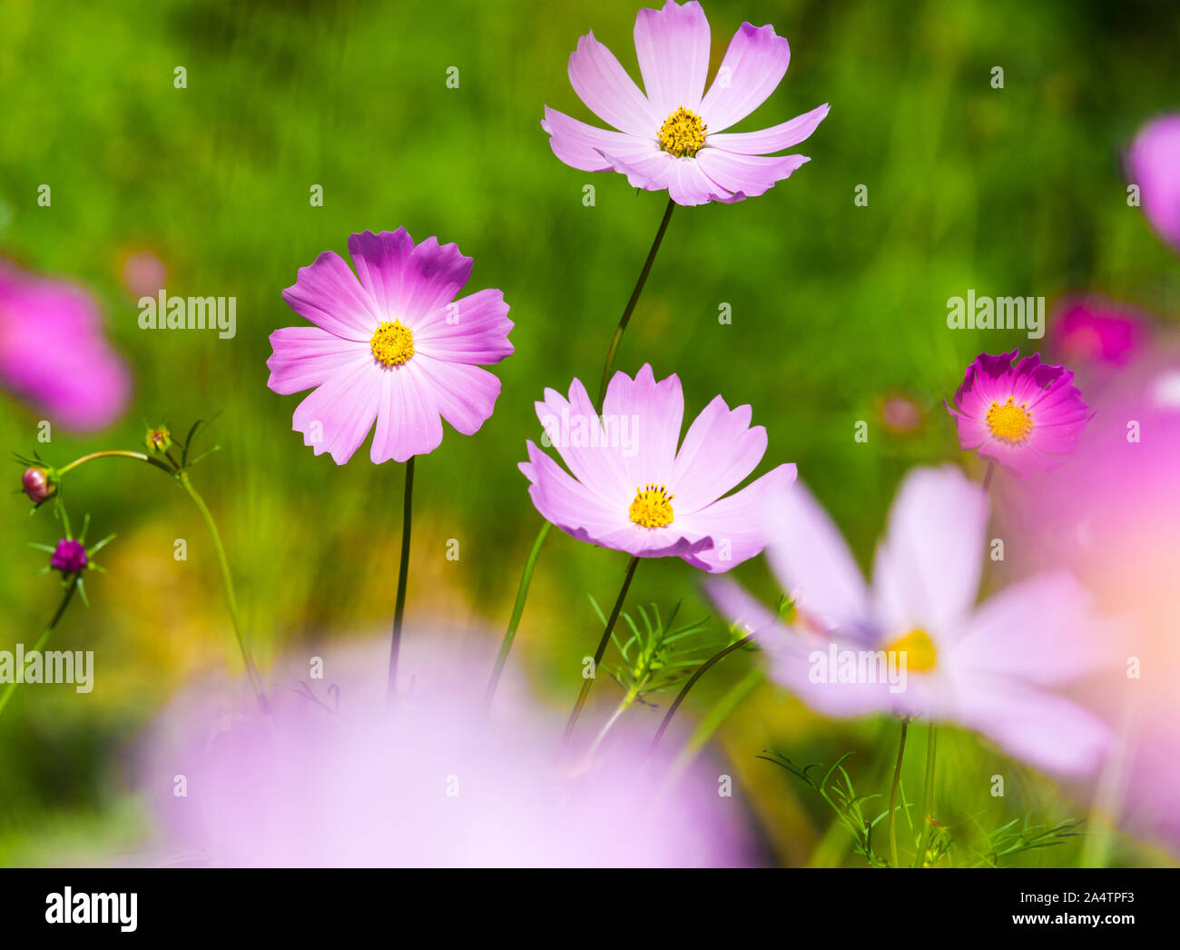 Pink cosmos flower glow hi-res stock photography and images - Alamy